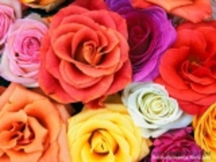 Love_Blooms_Roses,_Bunch_Of_Flowers-339966 - poze flori