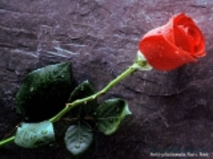True_Love_Forever,_Red_Rose-555145