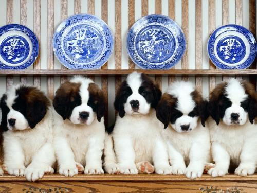 Bernard Puppies Poze Caini Wallpapers - catelusi asa de draguti