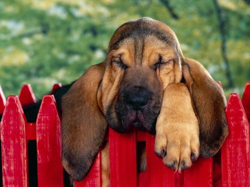 Bloodhound Dogs Wallpapers Poze Caini Eleganti