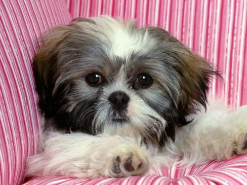 Shih Catei Poze Caini Dogs Wallpapers - catelusi asa de draguti