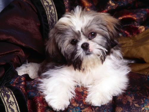 Shih Tzu Poze Catei Wallpapers - catelusi asa de draguti