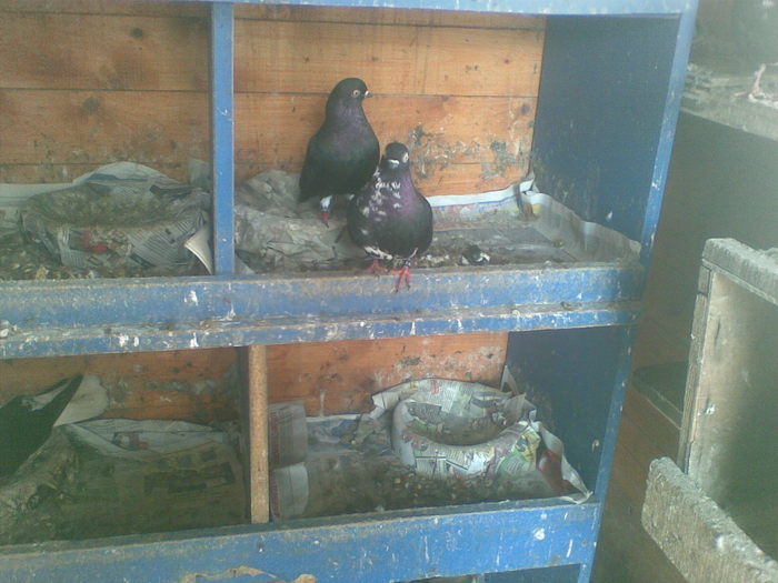 pereche codalbi - porumbei 2011