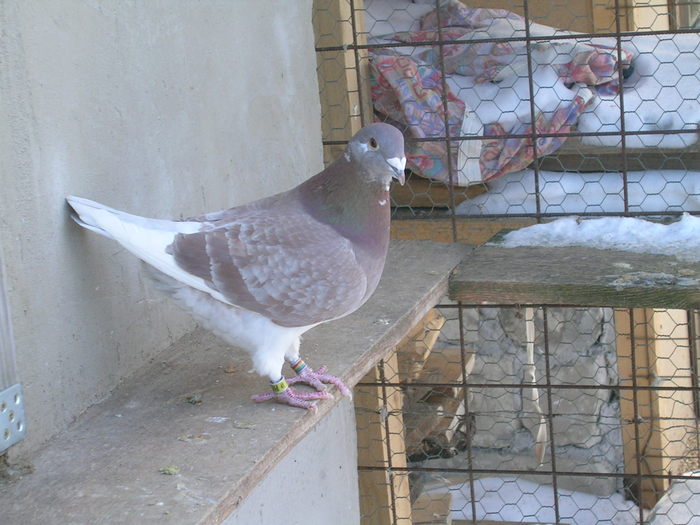VANDUT - Porumbei Standard Voiajor