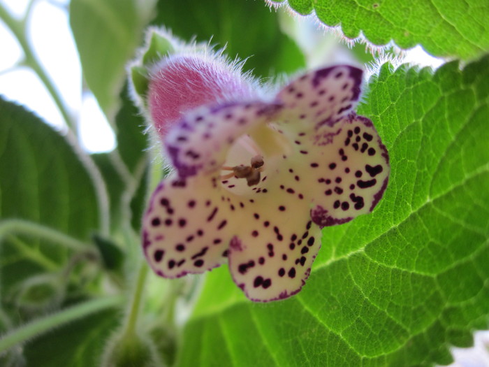 kohleria