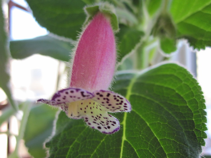 kohleria