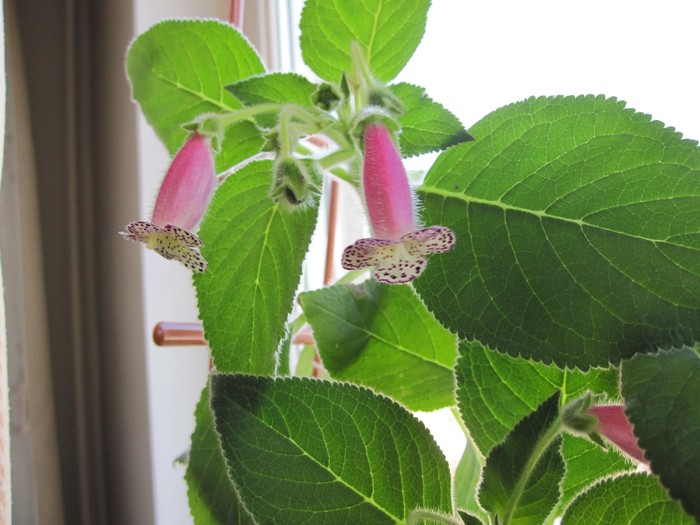 kohleria