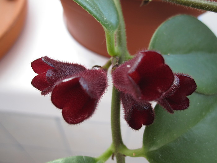 01.01.2011 - AESCHYNANTHUS