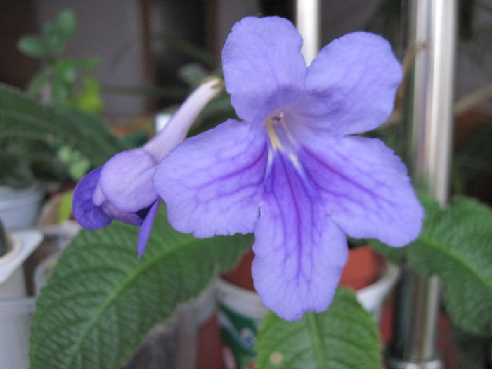 Streptocarpus daphne