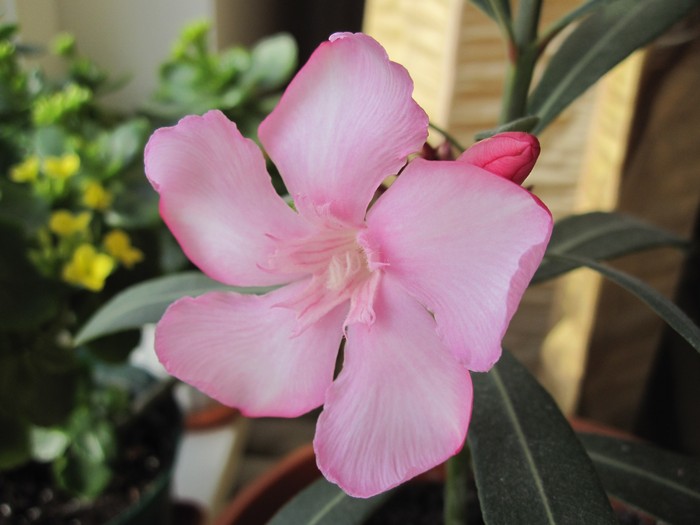 flori 1080 - 2-PLANTELE MELE