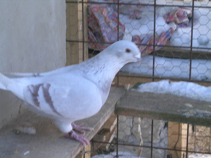 DSCN1192; F Dec. 2009
