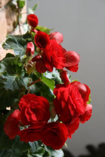 336205 - flori