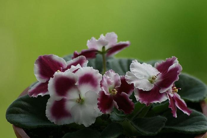 395167 - flori