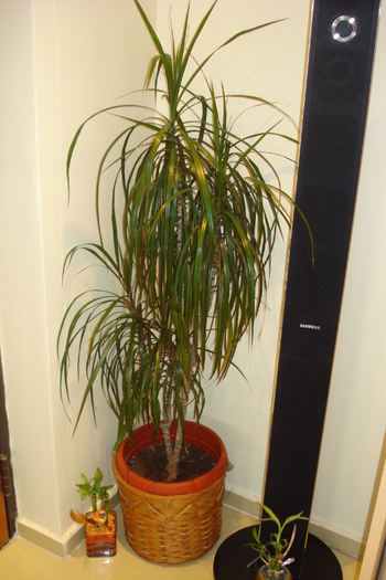 DRACENA