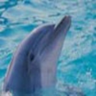 avatar-cu-un-delfin869-avatare.ro_thumb - avatare animale