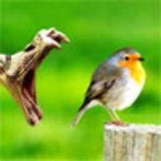 reality-bytes-avatare.ro_thumb