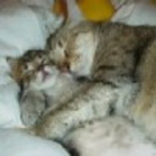 un-somn-dulce-avatare.ro_thumb