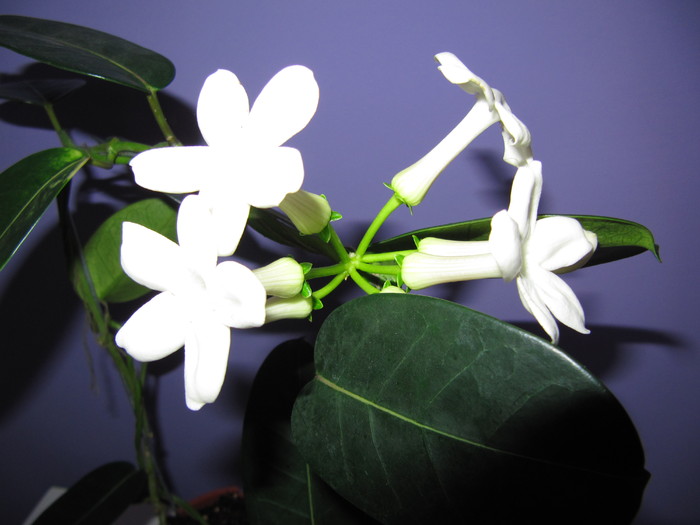 IMG_4349 - stephanotis