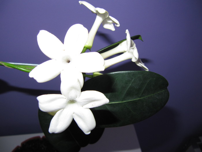 IMG_4351 - stephanotis