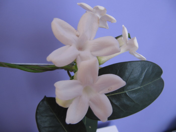 IMG_4352 - stephanotis