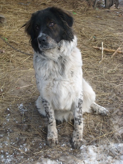 SL274444 - CIOBANESC DE BUCOVINA
