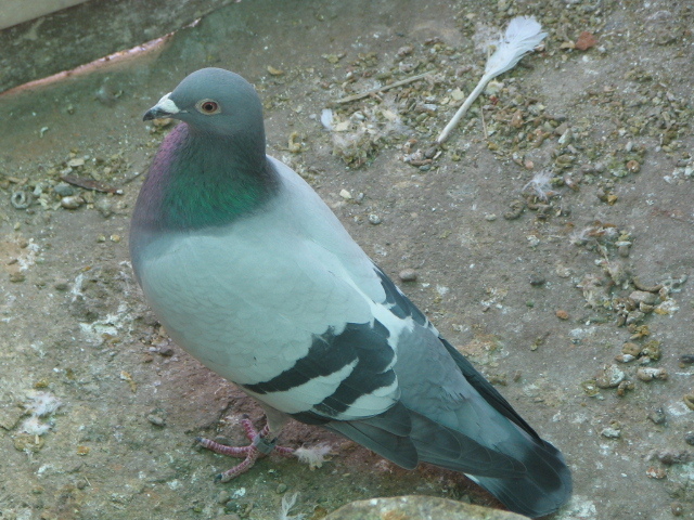 IMG_9650 - PIGEONS Sport Dave