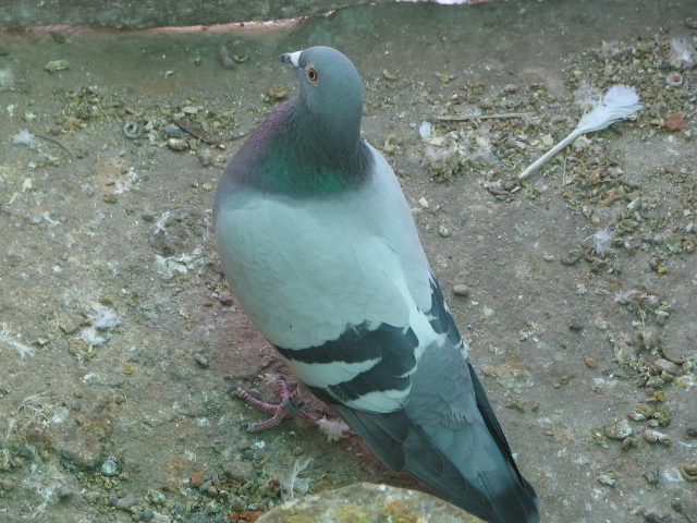 IMG_9652 - PIGEONS Sport Dave