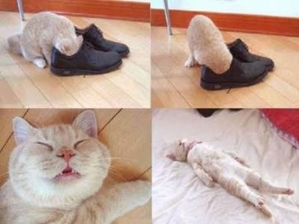 pantofi-poze-pisici