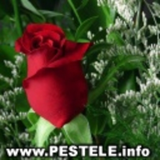 avatare poze trandafiri poze cu trandafiri rosii trandafiri ghiveci trandafiri pentru dulceata trand - trandafiri