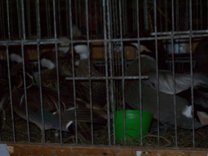 100_1090 - A Tirgul din Welser din Austria_A Welsi Borze 05_02_2011