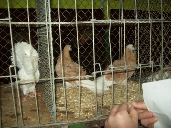 100_1149 - A Tirgul din Welser din Austria_A Welsi Borze 05_02_2011