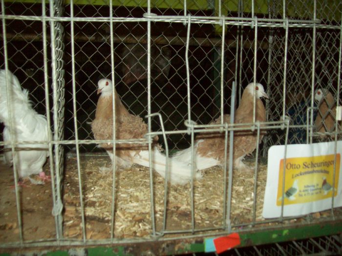 100_1150 - A Tirgul din Welser din Austria_A Welsi Borze 05_02_2011