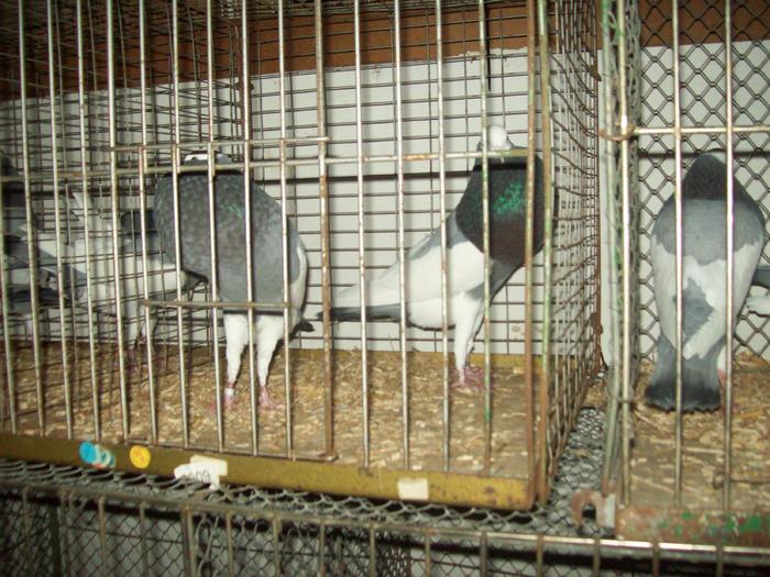 100_1179 - A Tirgul din Welser din Austria_A Welsi Borze 05_02_2011