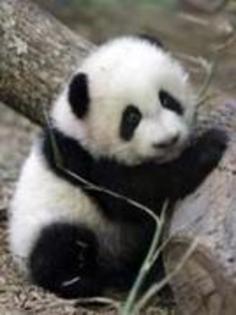 aaa urs panda