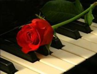 trandafiras - i love you