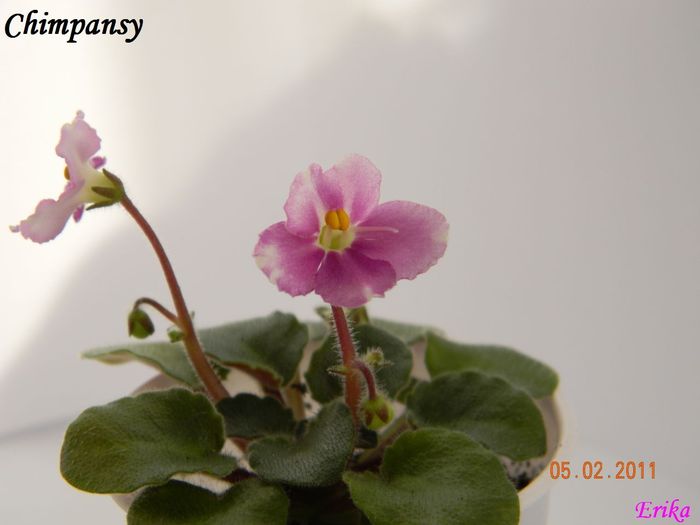 Chimpansy 2011 febr 5 - Violete de colectie 2010-2011