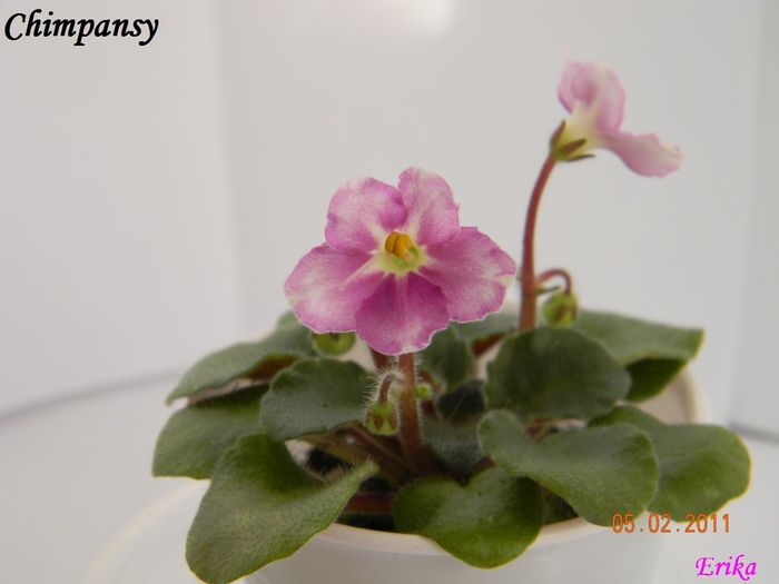 Chimpansy 2011 febr 5 - Violete de colectie 2010-2011