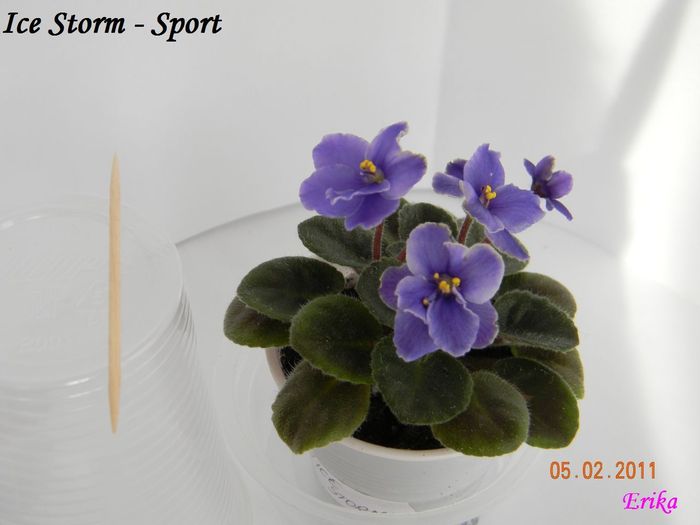 Ice Storm - Sport 2011 febr 5 - Violete de colectie 2010-2011