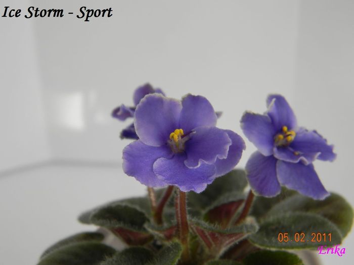 Ice Storm - Sport 2011 febr 5 - Violete de colectie 2010-2011
