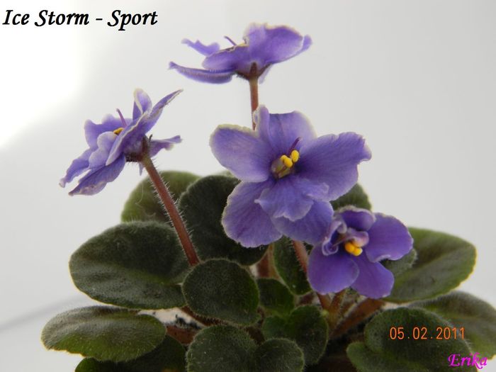 Ice Storm - Sport - Violete de colectie 2010-2011
