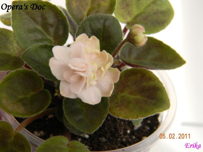 Opera's Doc - Violete de colectie 2010-2011