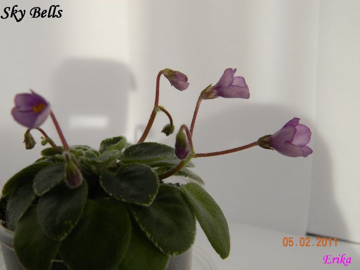 Sky Bells 2011 febr 5 - Violete de colectie 2010-2011