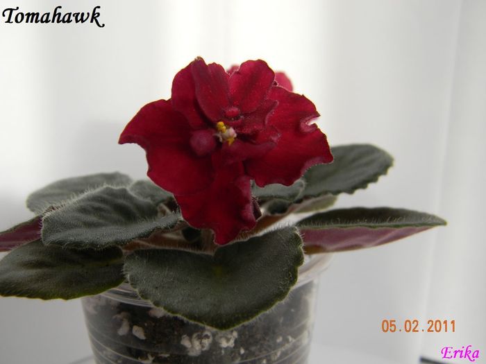 Tomahawk 2011 febr 5 - Violete de colectie 2010-2011