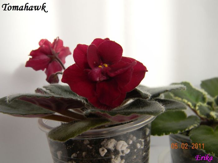 Tomahawk 2011 febr 5 - Violete de colectie 2010-2011