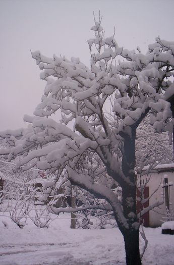 100_4620 - iarna