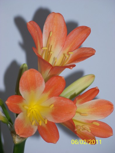 100_8457 - Clivia 2011