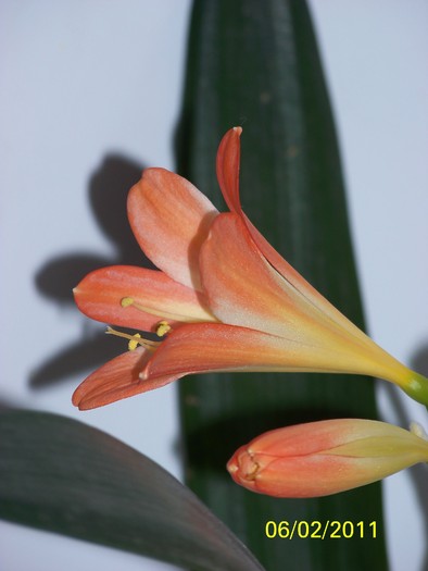 100_8458 - Clivia 2011