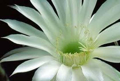 floare de cactus - florii