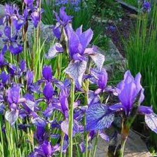 iris - florii