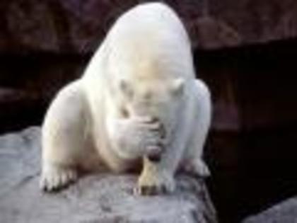 Imagini Animale Salbatice Imagini Ursi Polari Wallpapers - X ANIMALUTE X